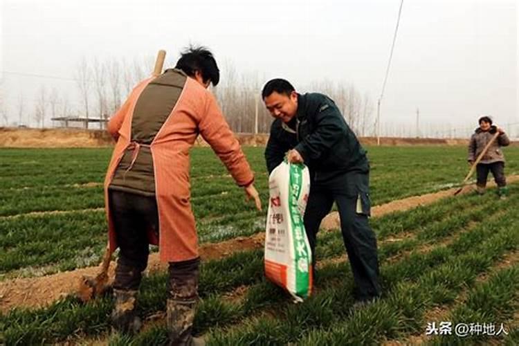 杨梅树的种植技术和管理
