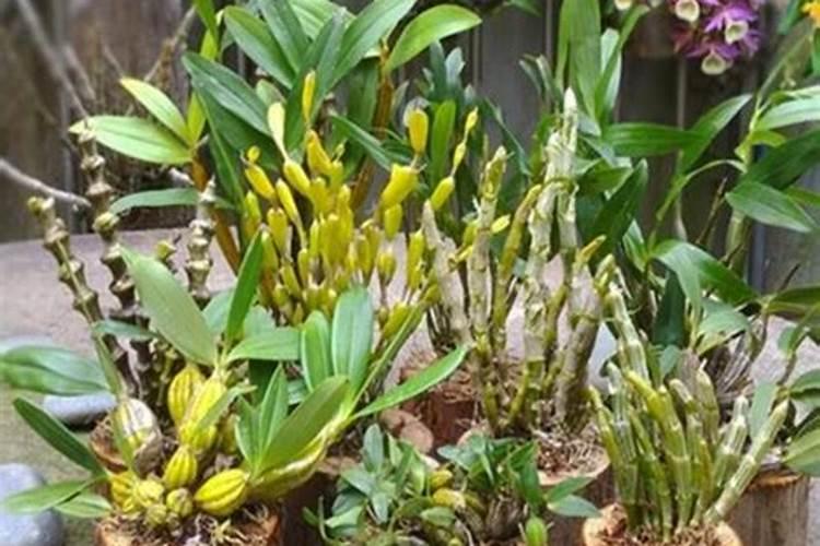 怎样种植花椒又红又大呢