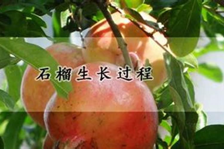 种石榴要用什么肥才结果(石榴一年中多久施一次肥)