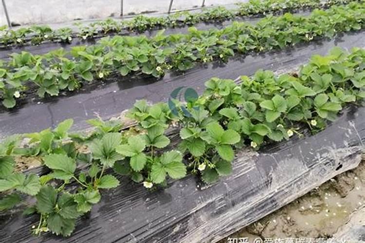 草莓各个时期的施肥方案 什么时候冲高磷肥