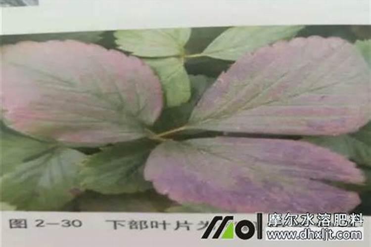 草莓花期施什么肥最好