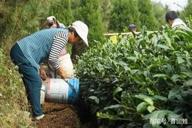 菜地怎么施肥