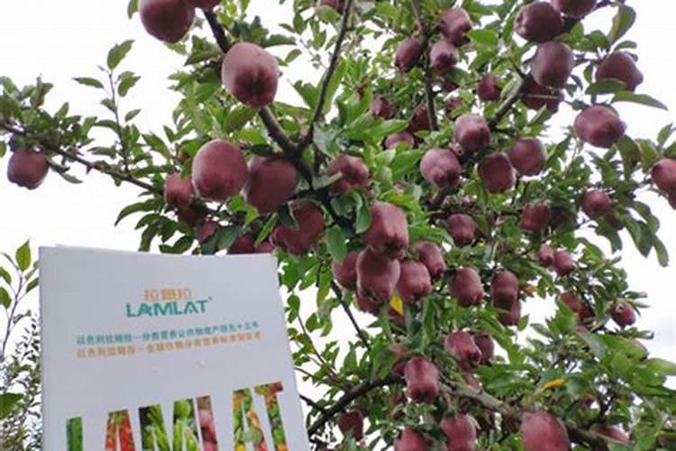 防止落果什么药最有效