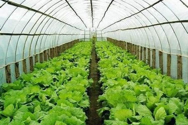 大棚小青菜开始施肥浇水多长时间好？