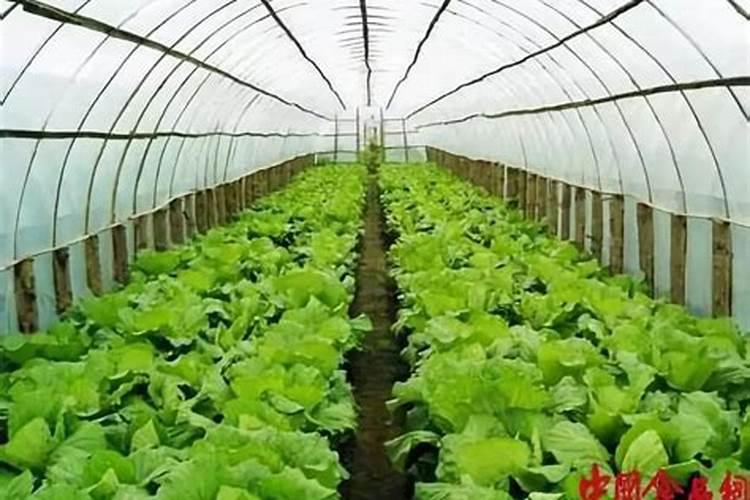 青花菜田间管理 青花菜怎么养殖好