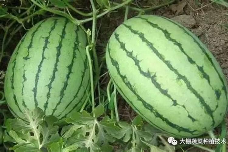 二铵是磷肥还是氮肥