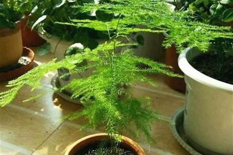 文竹用什么肥料最好适合文竹的肥料及施肥注意事项