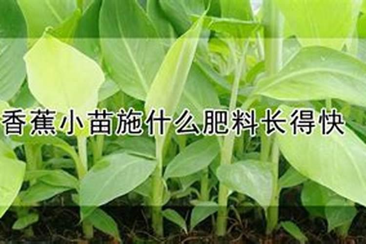 香蕉一般施什么肥