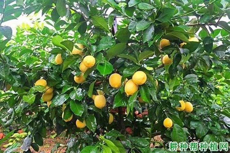 家养桔子树施什么肥料,腐熟的有机肥配叶面肥