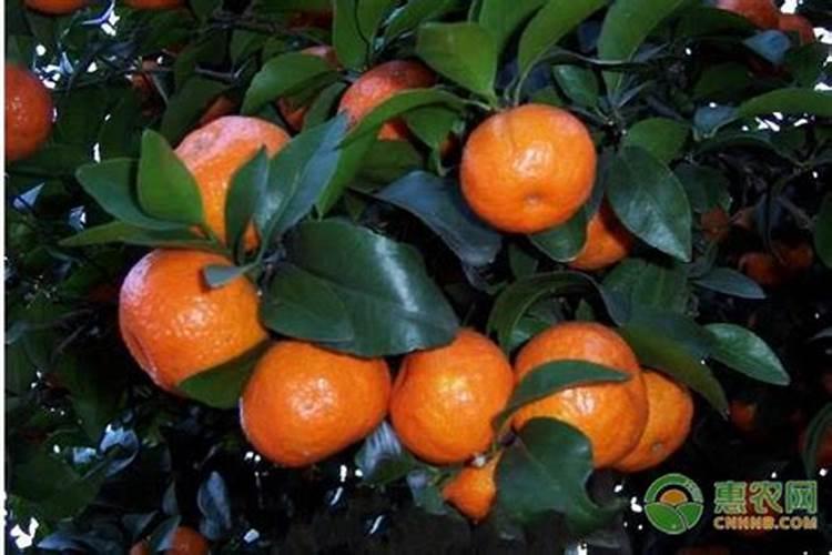 缓控释肥和复合肥哪个好 ？