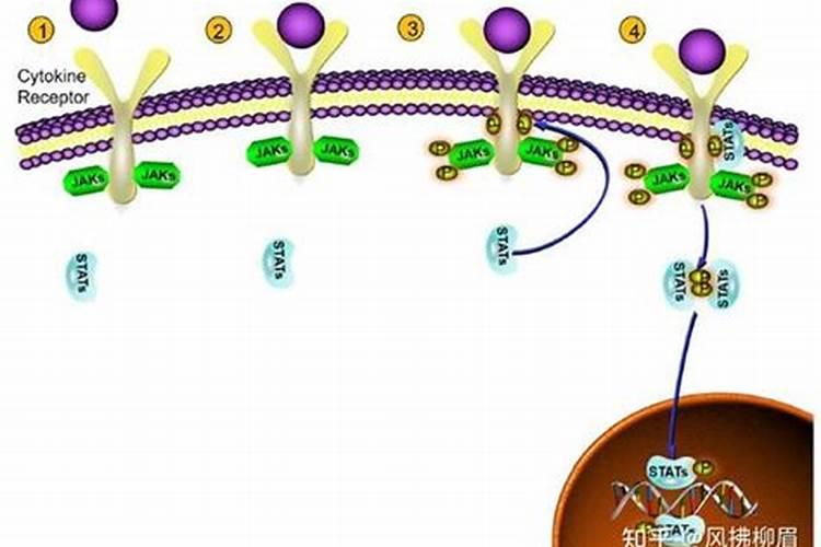 连续阴雨天月季怎么养？