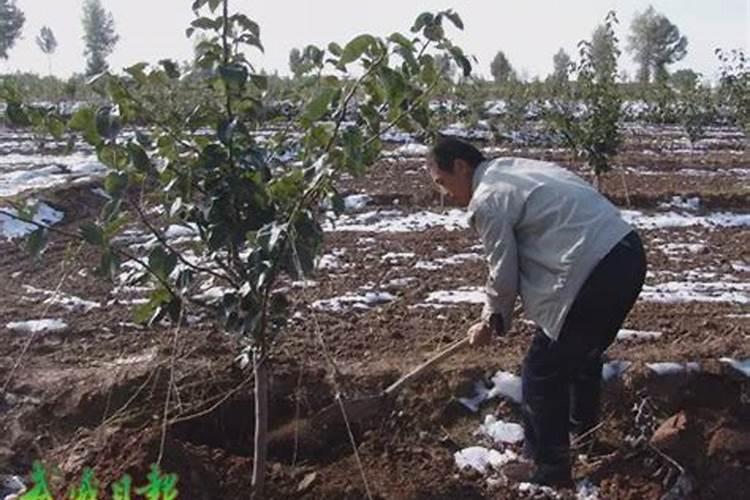 用黄豆做肥料怎么使用？