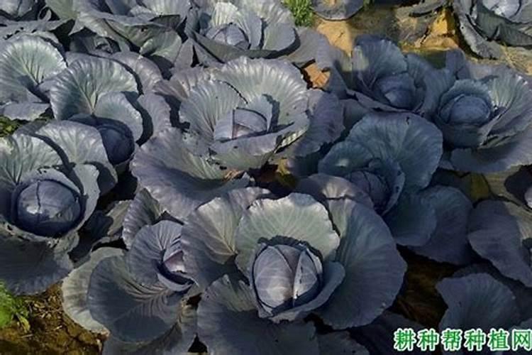 紫甘蓝的高产栽培