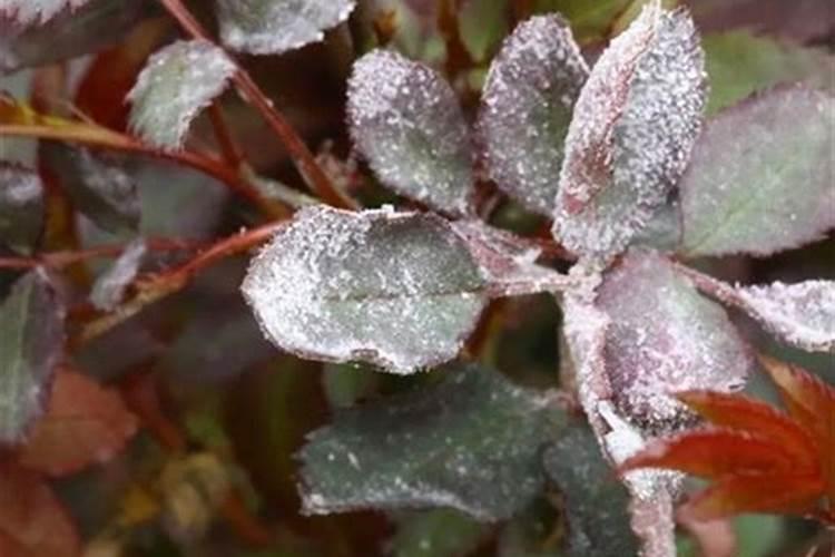 月季10月份能重剪吗