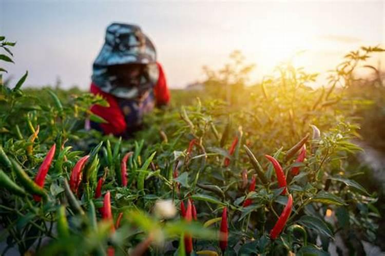 辣椒生长中后期如何补充中微量元素？