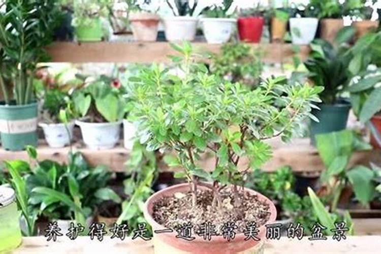 夏天施肥不能停,浇水加点料,根肥叶绿花呼呼开!