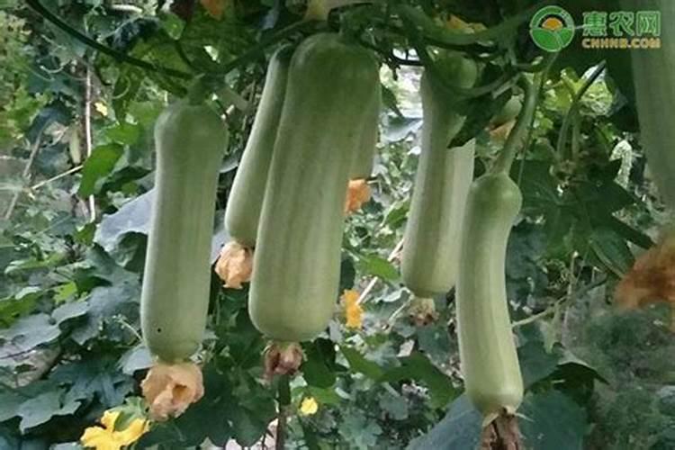 丝瓜需要什么肥料
