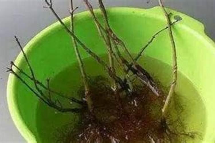 自制水溶肥