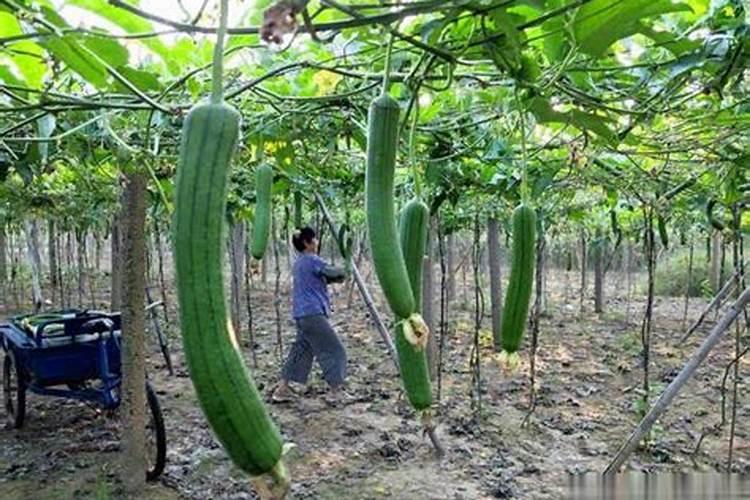 丝瓜浇什么肥料合适
