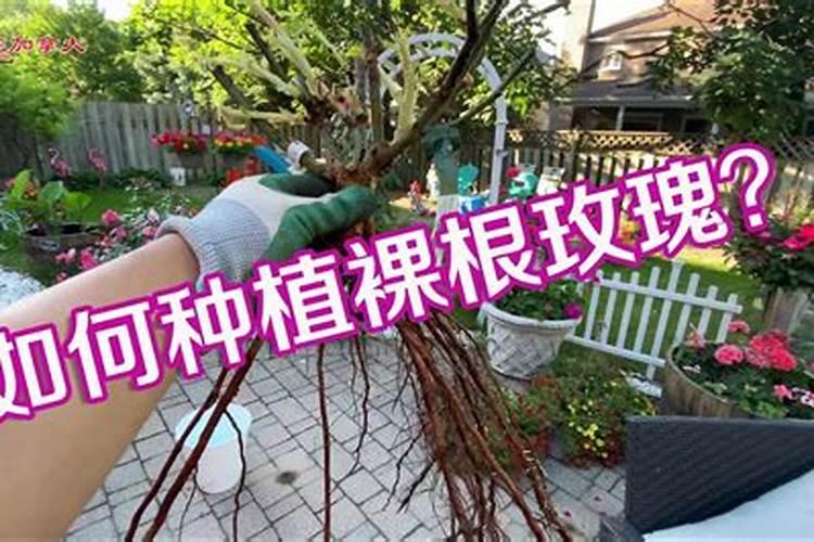 腐植酸和黄腐酸的区别