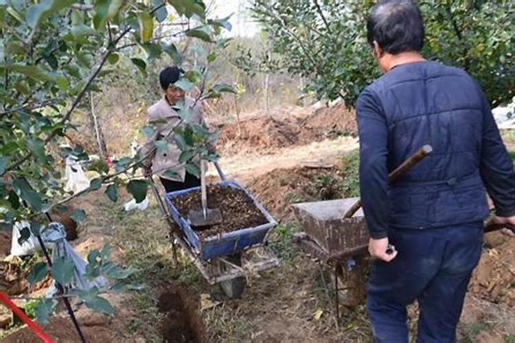 生活中哪些是有机磷钾肥？