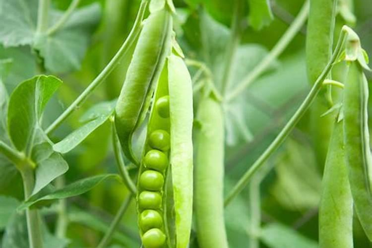 豌豆种植方法与时间？怎么栽培管理？