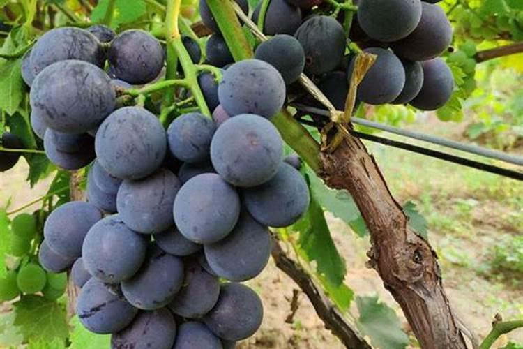 寰球天然有机肥(漳州)有限公司怎么样？