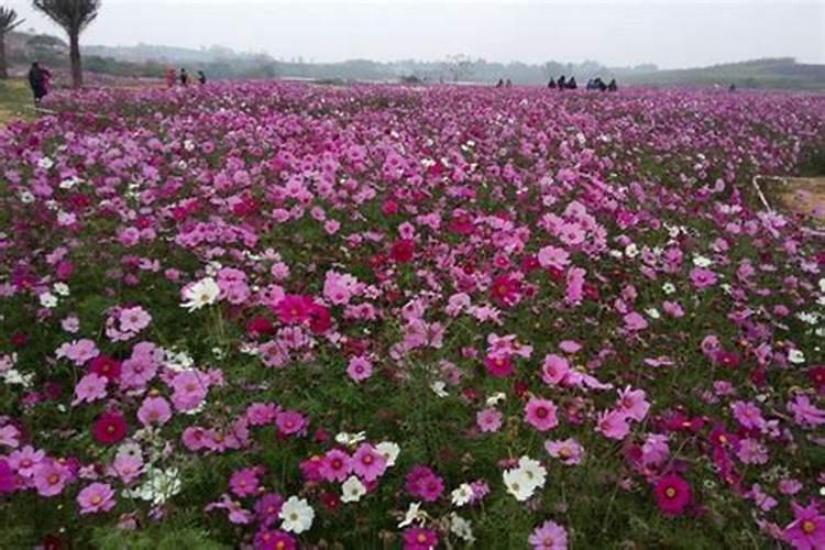 格桑花用什么花肥？