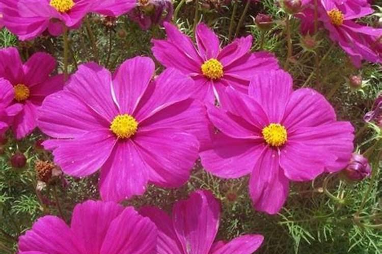 格桑花播种期间要是什么肥