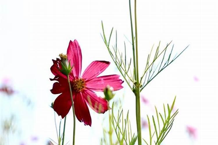 格桑花幼苗何时施肥
