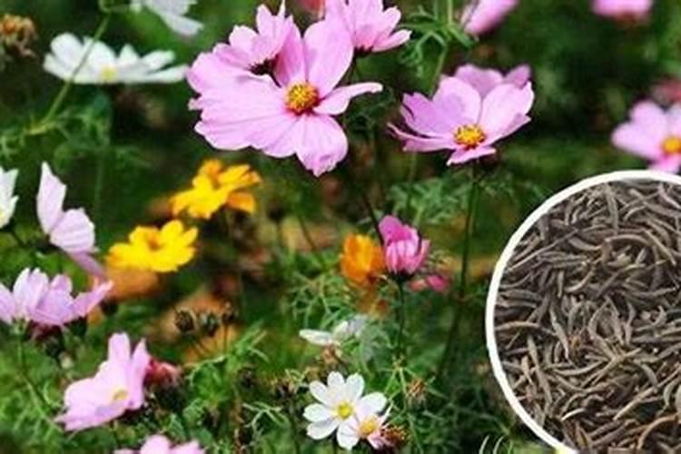 格桑花用什么肥料