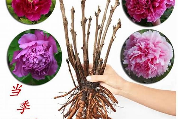 怎样给葡萄喷肥才能效果达到最好？