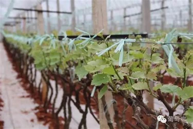 花生开花期要施什么肥花生开花期怎么施肥