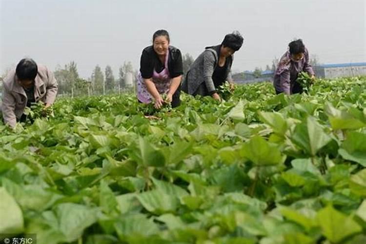 地瓜种植时间方法及田间管理技术 地瓜什么时候播种收获
