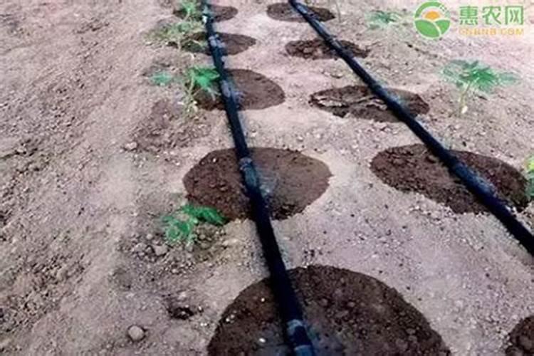 大量元素水溶肥掌握4点使用方法