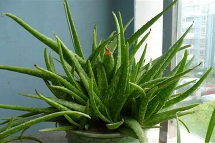 黄芪桑叶胶囊的功效与作用是什么