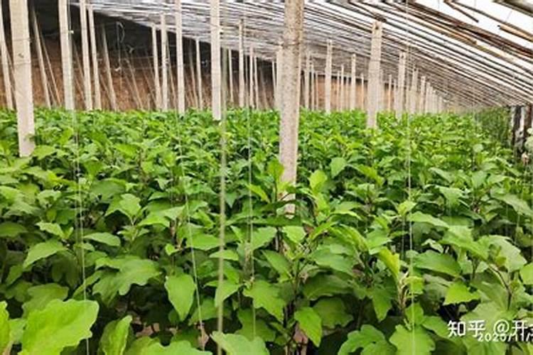 花生需要几种叶面肥啊