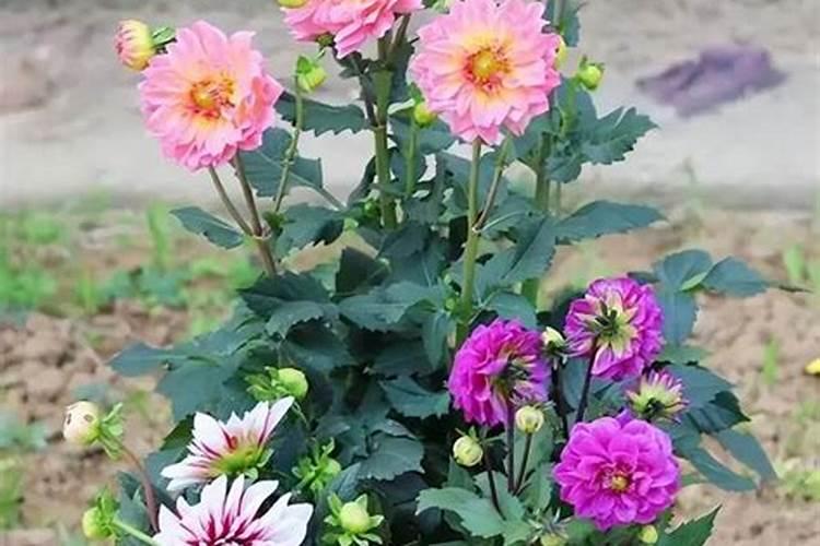 一年四季可以种的蔬菜 冬季适合种哪些蔬菜