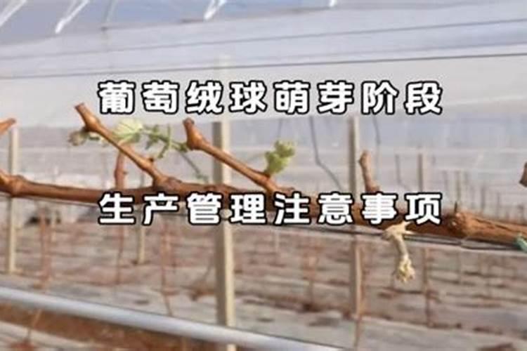 阳光玫瑰葡萄已展叶、红提进入绒球后期,果农如何管理？