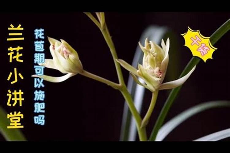 建兰出花苞后怎么管理 哪些方面需要注意