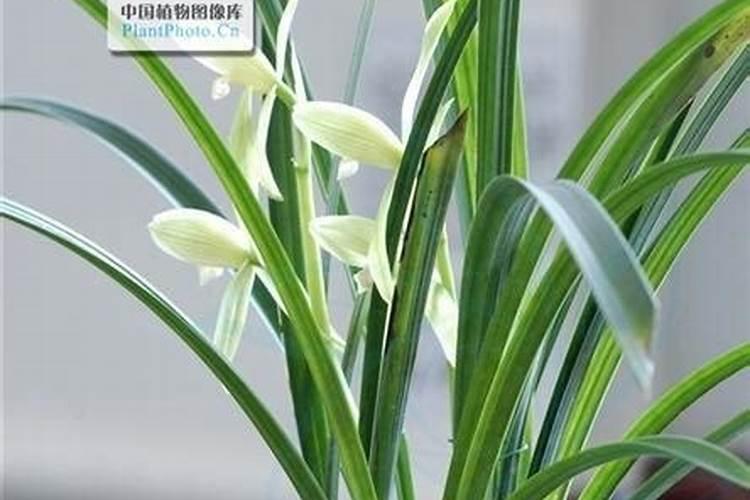 建兰加什么肥料比较好