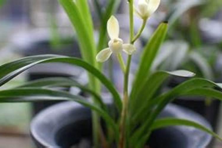 建兰施肥方法总结 建兰养殖技巧