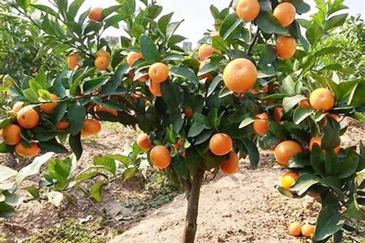 玉米肥料怎样施效果好