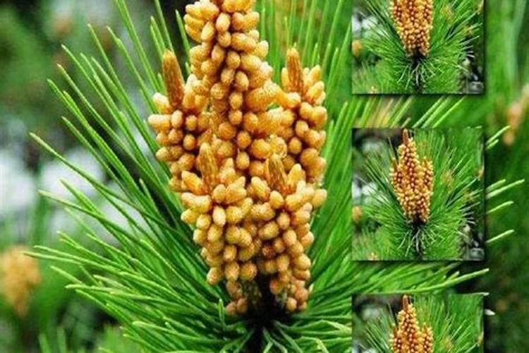 黑松用什么肥料最好 给黑松施肥哪些是要注意的