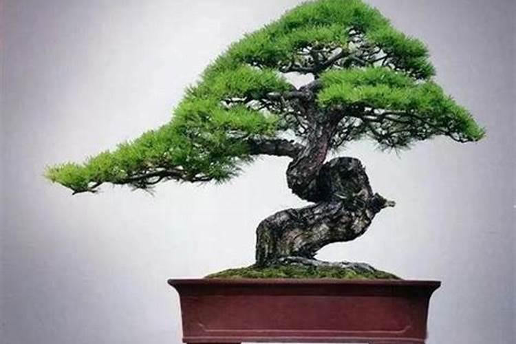 黑松用什么肥料最好