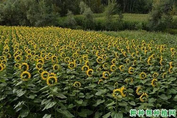 向日葵花期用什么肥料