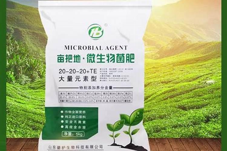 碧玉植物怎么施肥