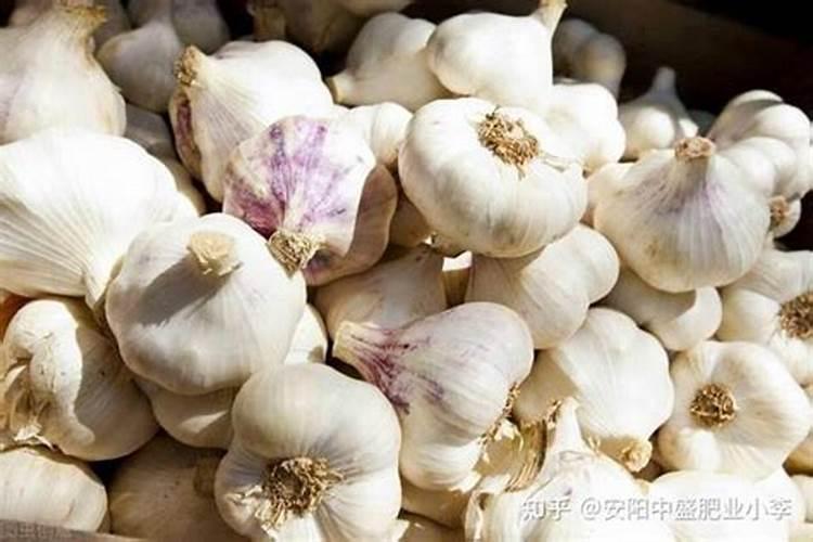 大蒜什么时候施肥最好