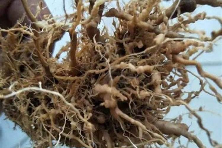 基肥是什么肥料 哪些肥料是基肥