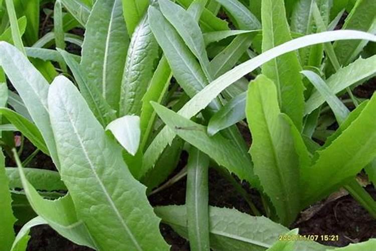 膨化大豆粉与膨化大豆的区别